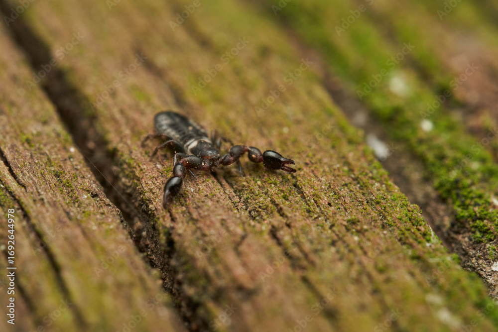 Fototapeta premium Macro view of pseudoscorpion on rough bark