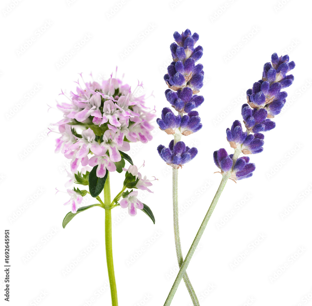 Obraz premium Thyme and lavender flowers