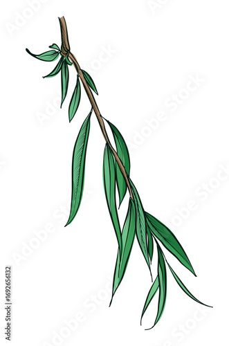 Hand drawn vector illustration of green willow branch