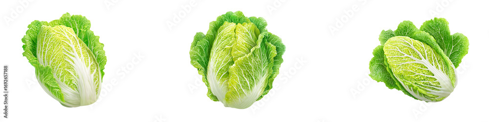 Obraz premium Three Fresh Crisp Chinese Cabbage Heads isolated on transparent background.
