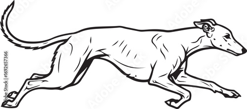 Greyhound Dog Running Line Art speed motion