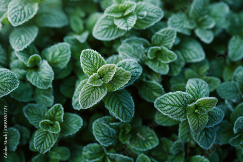 Close up of frost coated leaves with delicate icy edges, capturing cool morning texture and natural green tones. This soft macro scene exudes calm, freshness, and quiet garden ambience.