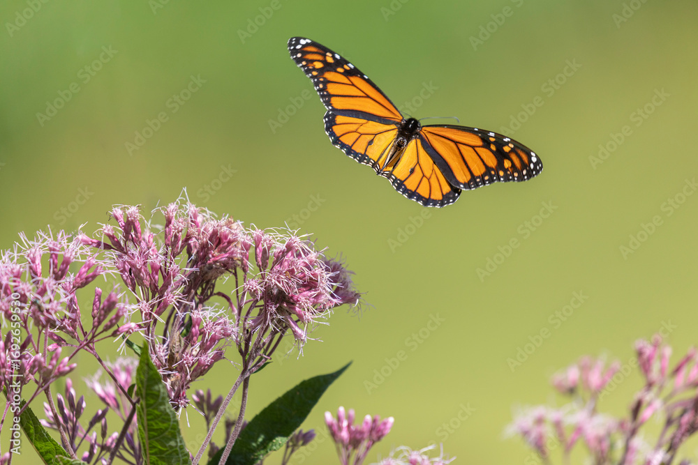 Fototapeta premium monarch butterfly in flight over a large joe pye weed flower