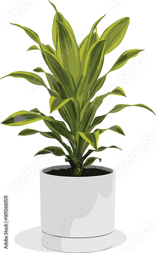 Indoor tropical plant with pointed green leaves in white pot isolated on white background for botanical vector and home decor design