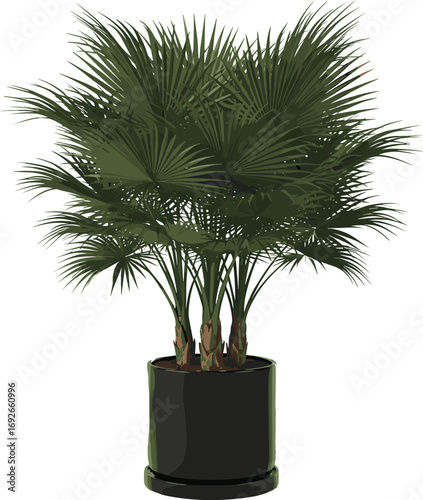 Potted fan palm plant with lush green foliage and multiple stems in glossy black container isolated for botanical vector illustration design