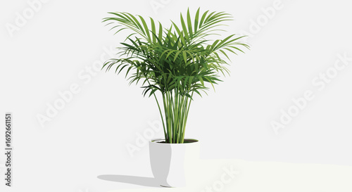 Potted parlor palm houseplant with green fronds in white container for botanical vector illustration and indoor tropical nature decor content