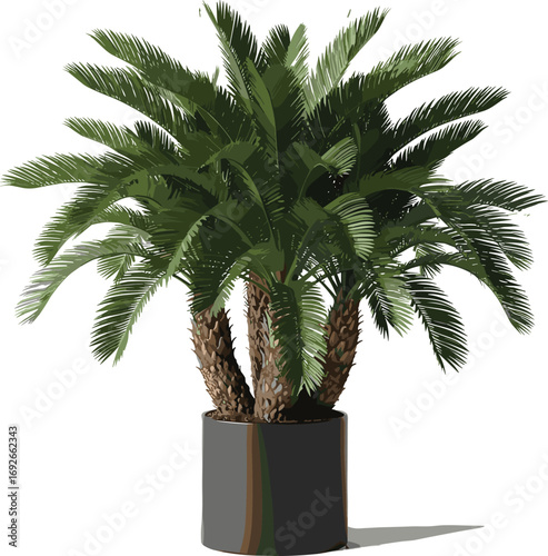 Tropical potted sago palm plant with textured trunk and lush green fronds isolated on white background for decorative design