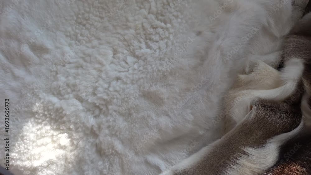 Stockholm, Sweden A view of a fallow deer skin on a table for sale with a price tag in Swedish. 