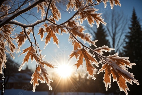 Frostbedeckte Zweige mit braunen Blättern im Gegenlicht der Sonne, klare Winterstimmung mit eisigen Details und kühler Atmosphäre