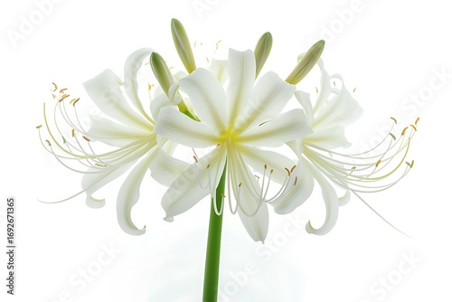 White Spider lily Isolated on White Background. Beautiful Spider lily Flower