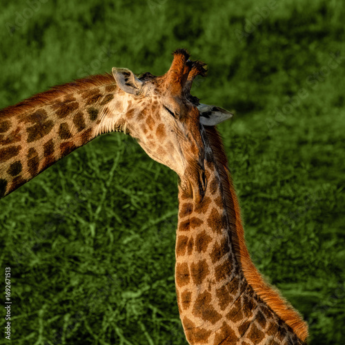 Photography giraffe