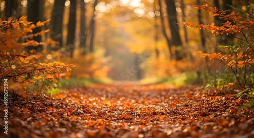 Hojas de otoño en el sol.