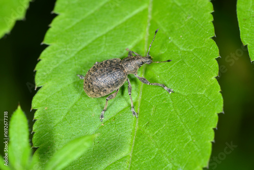Würfelfleckige Staubrüssler, Liophloeus tessulatus