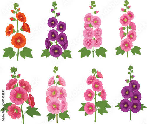 Hollyhock flower stalks botanical illustration, multi color blooms with green leaves, detailed floral drawing for gardening, plant identification, vintage botanical art print
