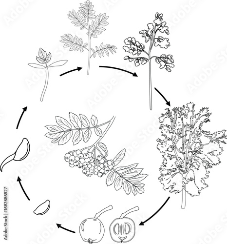 Coloring page with life cycle of rowan tree (Sorbus aucuparia). Growth stages from seed and sprout to old tree isolated on white background