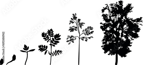 Black silhouette of life cycle of abstract deciduous tree. Growth stages from seed and sprout to old tree isolated on white background	
