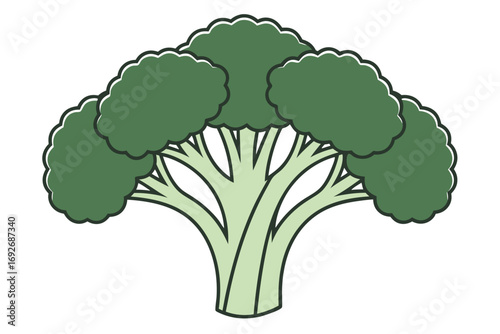 Green Broccoli Florets and Stem on White Background vegetable food