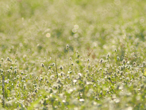 grass filed with sun light bokeh and little white flower