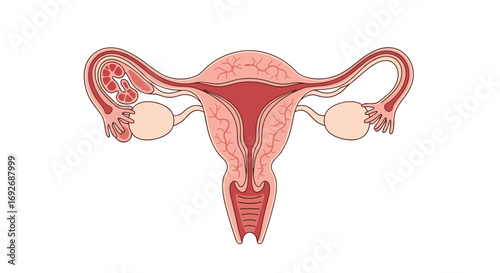 Understanding the female reproductive system anatomy and functions of key organs