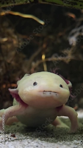 The axolotl in aquarium. Ambystoma mexicanum
