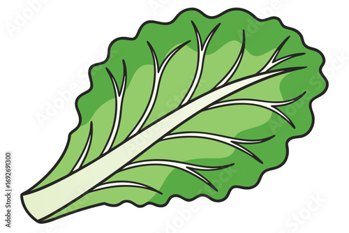 Illustration of a single green lettuce leaf with veins and stem Keywords: lettuce, leaf, green, vegetable