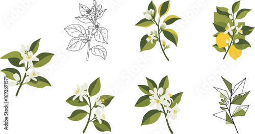 Flowering plant branch vector set, white bloom and green leaf variations, stylized botanical illustration bundle, nature clipart asset, artistic design styles