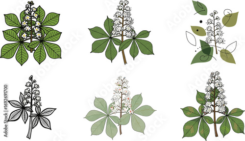 Horse chestnut flower vector set, botanical illustration styles, colored and outline versions, nature clipart bundle, foliage and bloom design asset