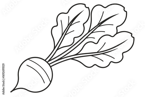 Outline Drawing of a Radish with Three Large Green Leaves root vegetable illustration