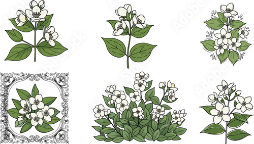 White flowering plant vector set, botanical bloom and leaf variations, decorative clipart bundle, nature illustration asset, stylized floral design elements