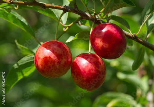 Ripe red plums on tree branches with green leaves in the garden.