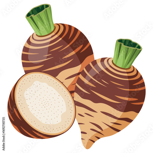 Taro root vegetable Asian cuisine isolated vector illustration on white background