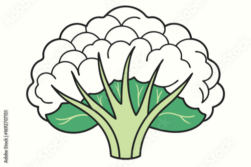 White Cauliflower with Green Leaves Outline on White Background vegetable food