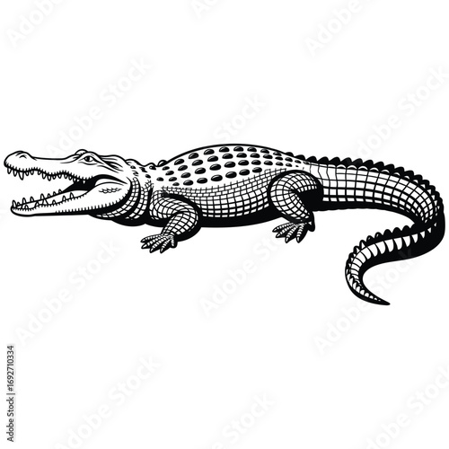 crocodile on white background