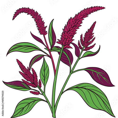 Illustration of magenta amaranth flowers with green and purple leaves floral bloom