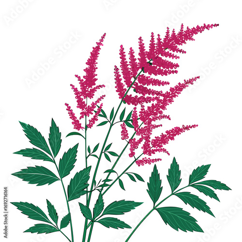 Pink Astilbe Flowers and Green Leaves on White Background floral bloom