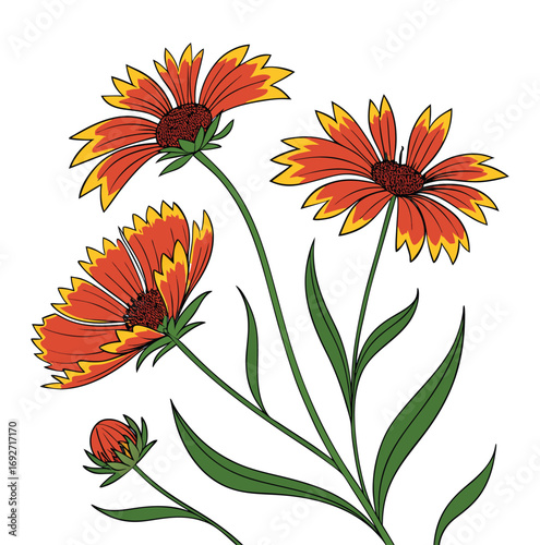 Red and Yellow Gaillardia Flowers and Bud on Green Stems floral bloom