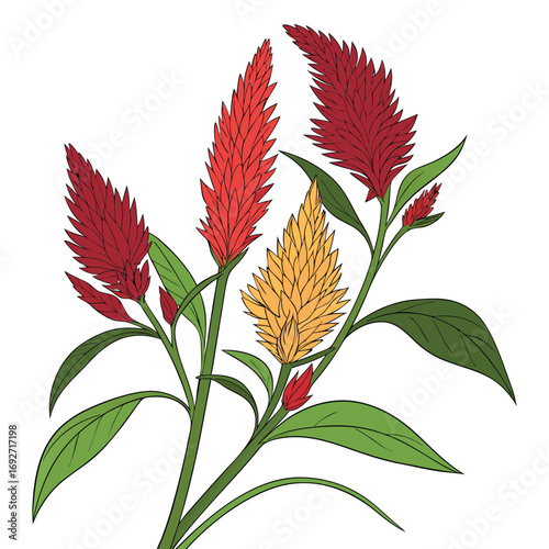 Red and Yellow Celosia Flowers with Green Leaves on White Background bloom
