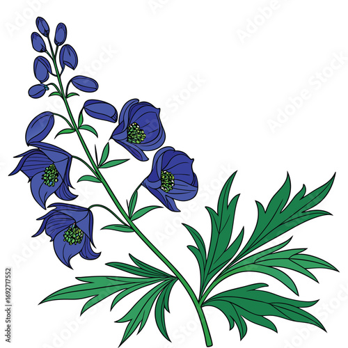 Single Blue Delphinium Flower with Green Leaves on White Background Keywords: delphinium, flower, blue, purple, plant