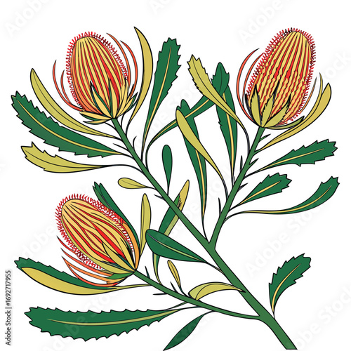 Three Orange and Yellow Banksia Flowers and Green Leaves protea floral