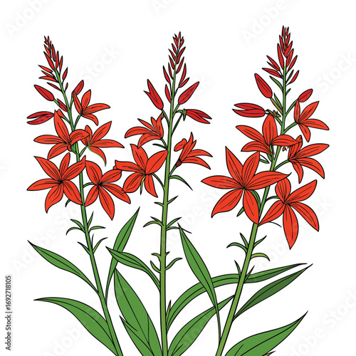 Three Red Cardinal Flowers with Green Leaves on White Background bloom blossom