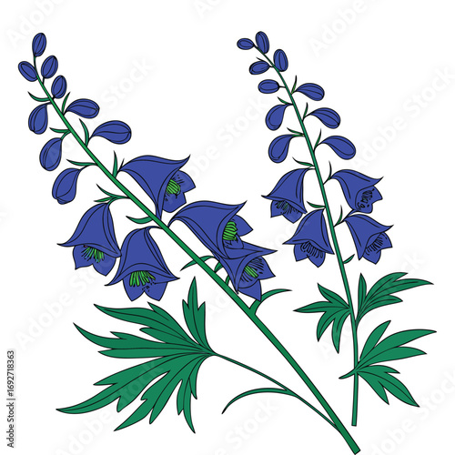 Two Blue Delphinium Flowers with Green Leaves on White Background Keywords: delphinium, flower, blue, purple, plant, botanical