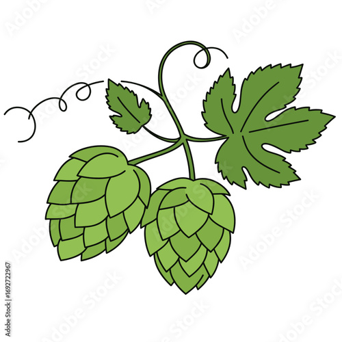 Hops cones illustration with green leaves and vine