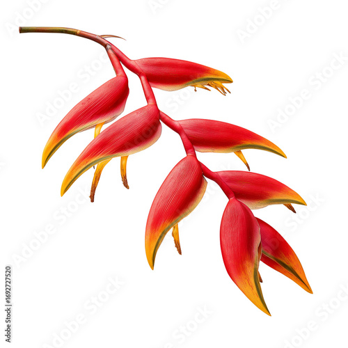 Red heliconia flower isolated on transparent background