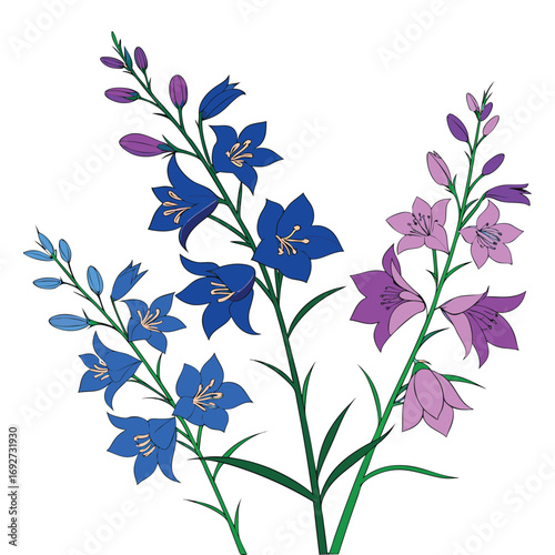 Blue and purple bellflowers with green stems and leaves on a white background floral