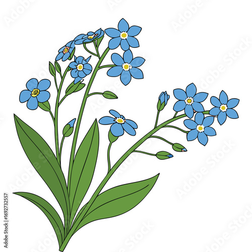 Blue Forget- Me- Not Flowers and Buds on a White Background forget me not myosotis
