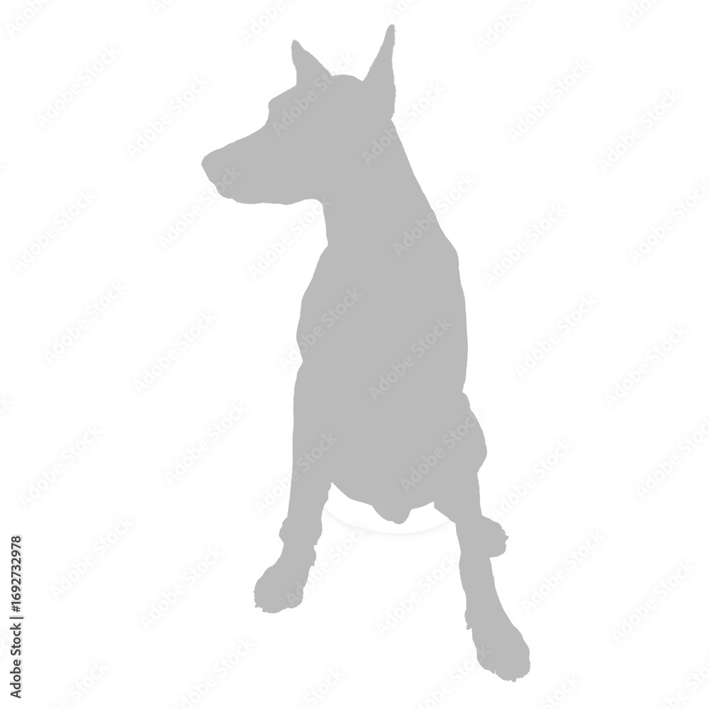 Obraz premium A grey silhouette of a doberman pinscher dog sitting down silhouette