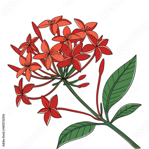 Cluster of Red Ixora Flowers with Green Leaves and Buds on White Background jungle geranium
