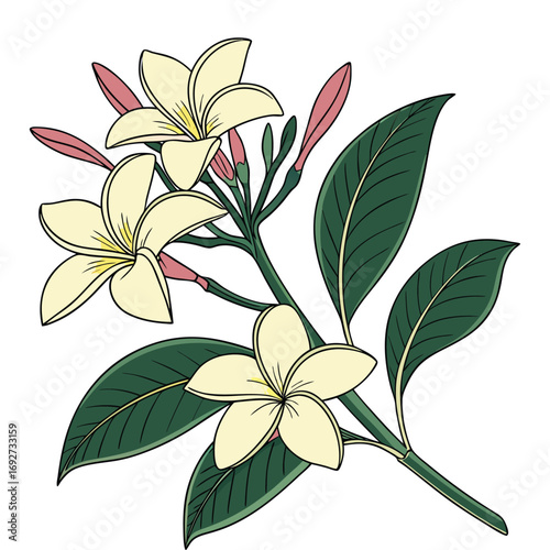 Creamy White Plumeria Flowers and Buds with Dark Green Leaves on White Background Keywords: plumeria, frangipani, flower