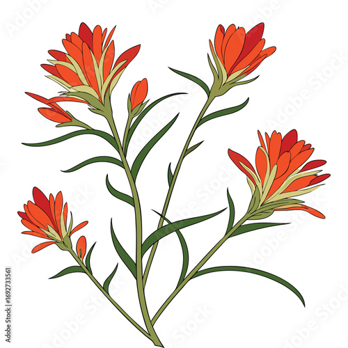 Four Vibrant Red and Orange Indian Paintbrush Flowers on Green Stems Castilleja wildflower