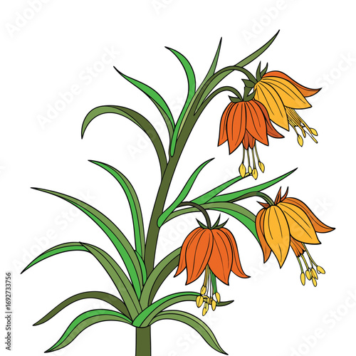 Orange and yellow fritillary imperial flowers with green leaves on white background Keywords: fritillary imperial, flower